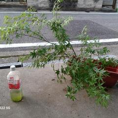 たすうもみじなえ/北区から