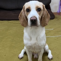 ビーグル　男の子♡１歳