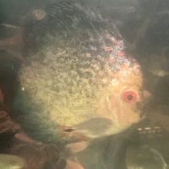熱帯魚ディスカス親と子