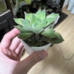 ハオルチア　オブツーサ宝草