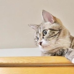 動物好きのカフェ会やります