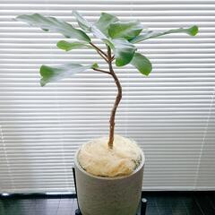 ◼️KONTON KASSEL　ユーポット8号◼️植木鉢　鉢カバー