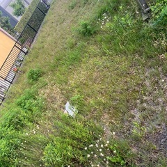 草刈り草抜き