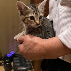 3/23日生まれの子猫の募集 5匹