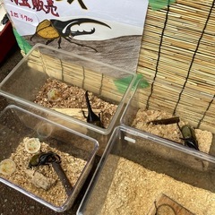 🌈昆虫くじ・メダカすくい・いこいキッチン出店☘️5/25(日)わ...