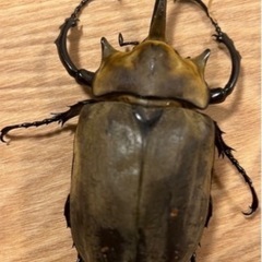 エレファスゾウカブト幼虫5匹