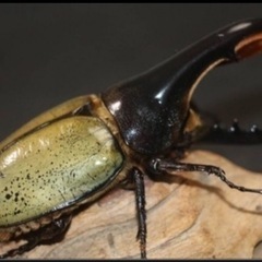 ヘラクレスオオカブト幼虫5匹