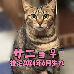 さにょ♀　5月24日㈯島忠ホームズ昭島店様　譲渡会に出場予定
