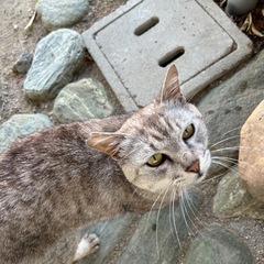 現場募集です。どうか家族になって下さい