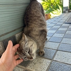 現場募集です。どうか家族になって下さい - 徳島市