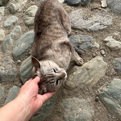 現場募集です。どうか家族になって下さい - 猫