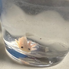 ウーパールーパー赤ちゃん