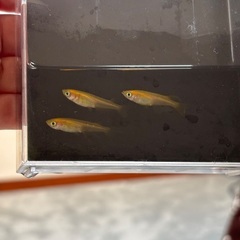 黄色いスワローメダカの画像