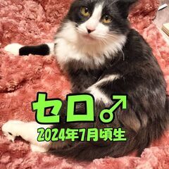 セロ　白黒長毛　♂　5月24日㈯島忠ホームズ昭島店での譲渡…