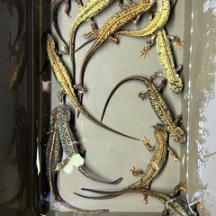アマミシリケンイモリ　11匹