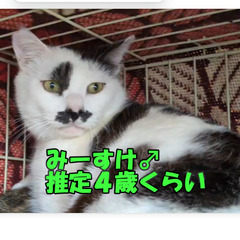 みーすけ♂　5月24日㈯島忠ホームズ昭島店様での譲渡会に出…