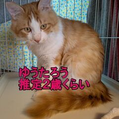 ゆうたろう♂　5月24日㈯　島忠ホームズ昭島店様譲渡会に出…