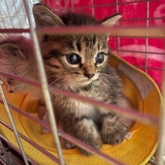 子猫　２匹　280gと300g