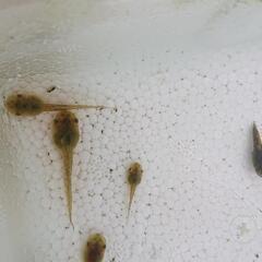 ニホンアマガエル オタマジャクシ 10匹