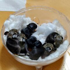 ※ご説明文の再投稿になります｡小動物です