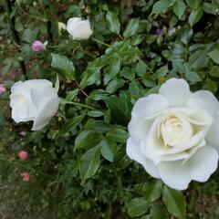 写真の薔薇の挿し穂　3本…お話し中！