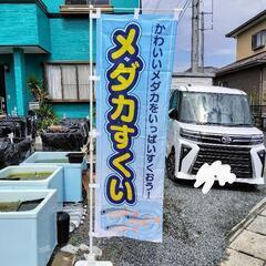 メダカ(各種)の画像