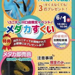 メダカ掬い、即売会