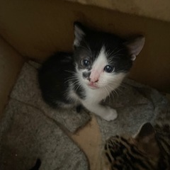 ニャンズ譲渡代理です🐱
