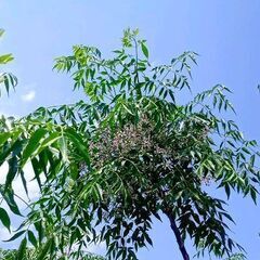 センダン(栴檀)の木、苗の画像