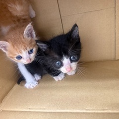 急募❗️かわいい子猫　2匹