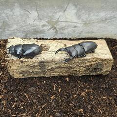 オオクワガタペア飼育セット