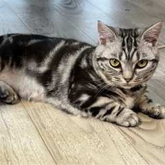 アメショーとマンチカンの8ヶ月の女の子