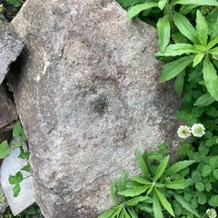 庭石の画像