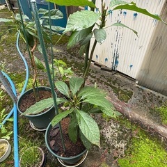 アボガドの苗木