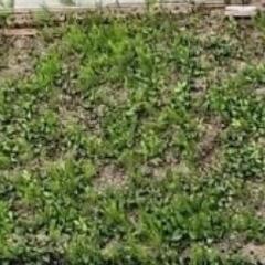 花壇などの草むしり