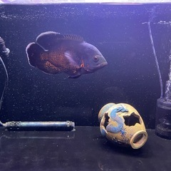 レッドオスカー、熱帯魚、大型魚、肉食魚