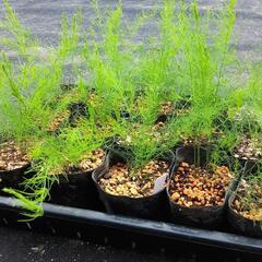園芸アスパラ苗イベント景品庭植え鉢植え在庫数200鉢以上