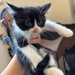 子猫　生後2ヶ月　