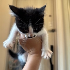 子猫　生後2ヶ月