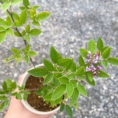 ピンクのお花が可愛い植物 抜き苗の画像