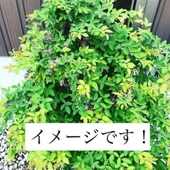 ピンクのお花が可愛い植物 抜き苗の画像