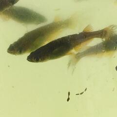 メダカ  信玄×サタン稚魚〜M個体20匹無選別の画像