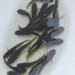 メダカ  信玄×サタン稚魚〜M個体20匹無選別の画像