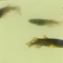 メダカ  信玄×サタン稚魚〜M個体20匹無選別の画像