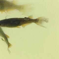 メダカ  信玄×サタン稚魚〜M個体20匹無選別の画像