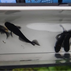 【決まりました】ミッドナイトフリル漆黒ブルーアイ 画像全て