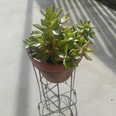 多肉植物の画像