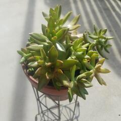 多肉植物