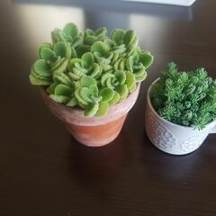 多肉植物