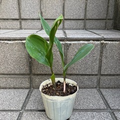 スズラン　その3